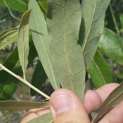 Quercus incana other
