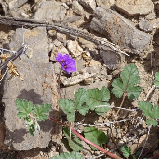 Erodium texanum other