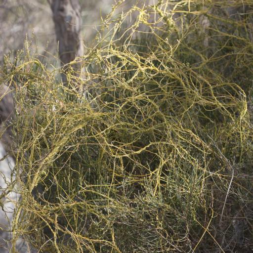 Cassytha pubescens other