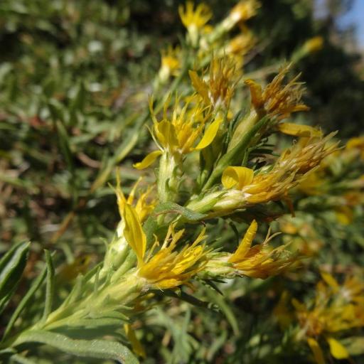 Ericameria bloomeri other