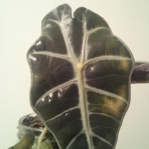 Alocasia × mortfontanensis — search result for 'Alocasia'