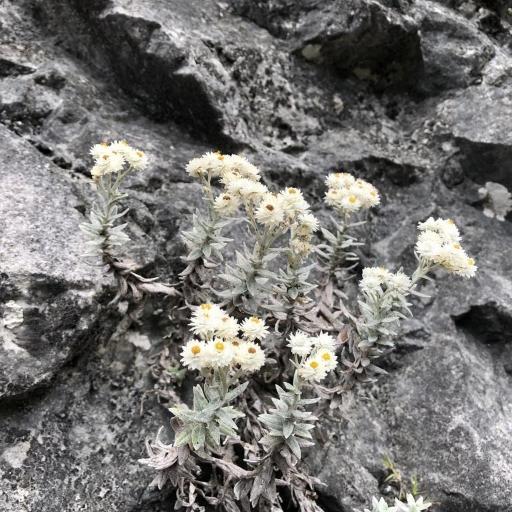 Anaphalis morrisonicola other