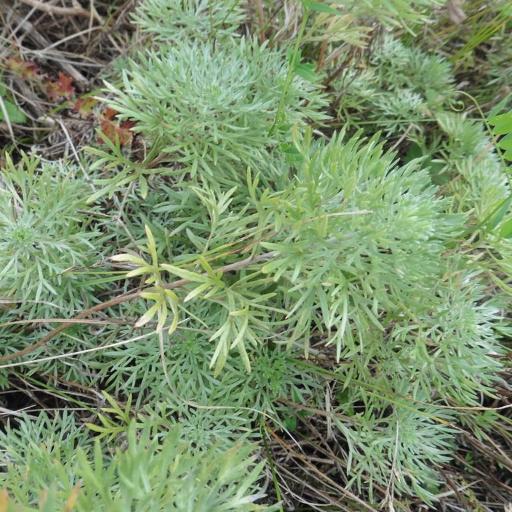 Artemisia sericea — search result for 'Artemisia'