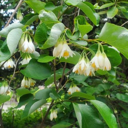 Styrax platanifolius other