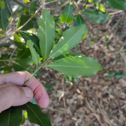 Myrsine variabilis — search result for 'Southern New South Wales'