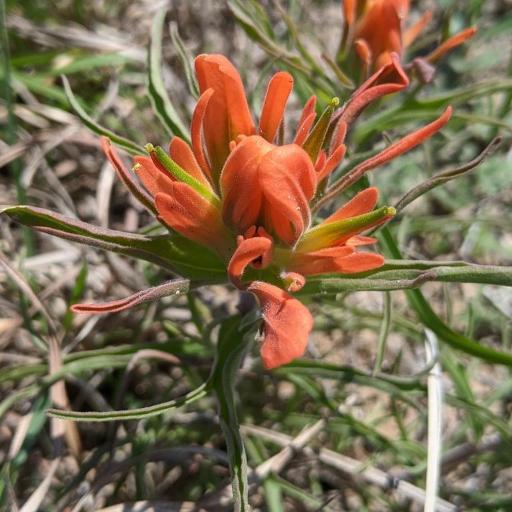 Castilleja lindheimeri — houseplant care guide