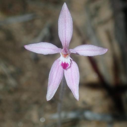 Caladenia reptans other