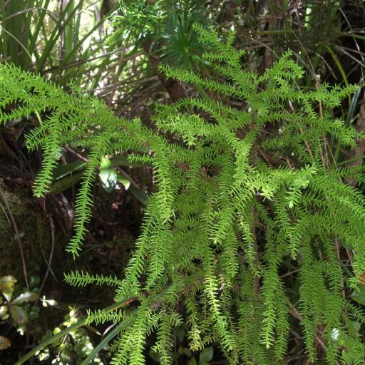 Lepidothamnus intermedius — houseplant care guide