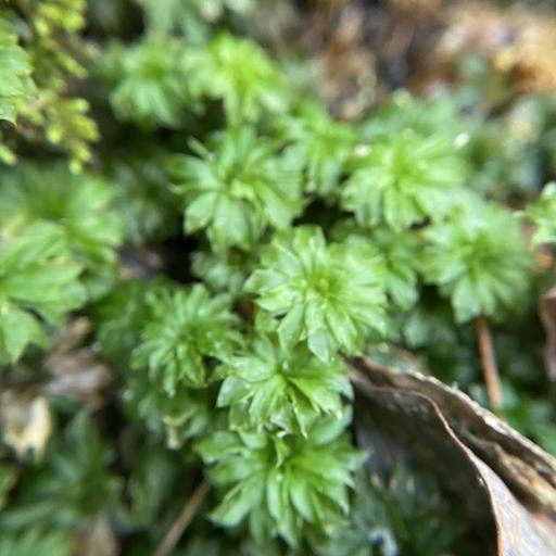 Rhodobryum ontariense other