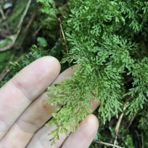 Hymenophyllum flexuosum — houseplant care guide