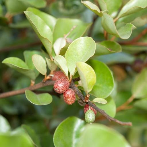 Elaeagnus oldhamii — search result for 'Elaeagnus'