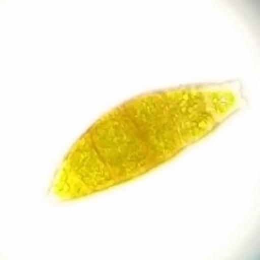 Zygodon viridissimus other