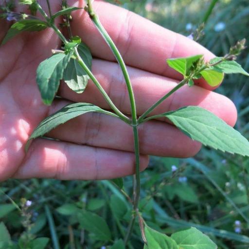 Mosla dianthera other