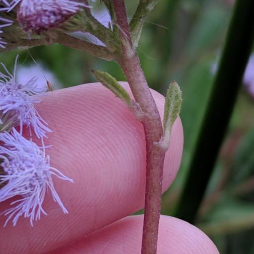 Conoclinium betonicifolium other
