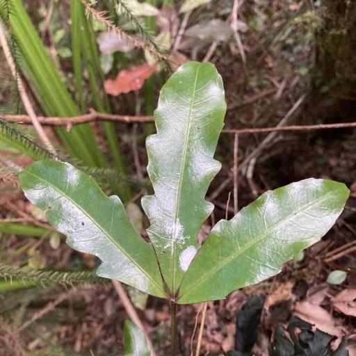 Raukaua edgerleyi — related species from the same genus