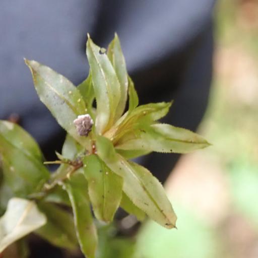 Plagiomnium insigne other