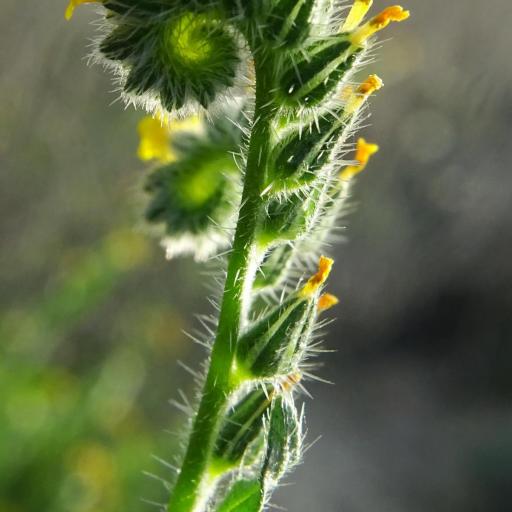 Amsinckia tessellata other