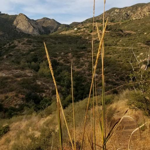 Leymus condensatus other