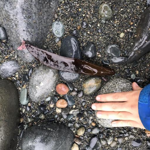 Halosaccion glandiforme — houseplant care guide