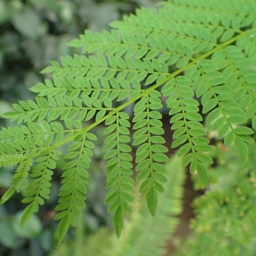 Jacaranda acutifolia other
