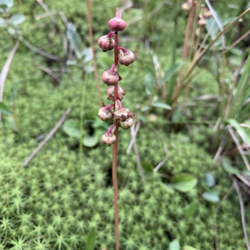 Pyrola grandiflora — search result for 'Pyrola'
