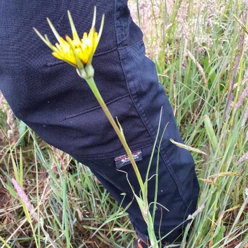 Tragopogon minor — search result for 'Tragopogon'