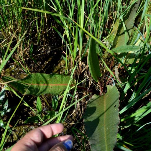 Rumex britannica — houseplant care guide