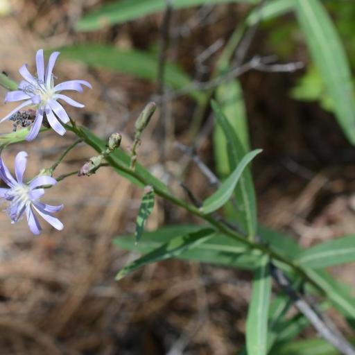 Lactuca pulchella other