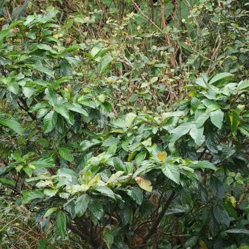 Ficus benguetensis other