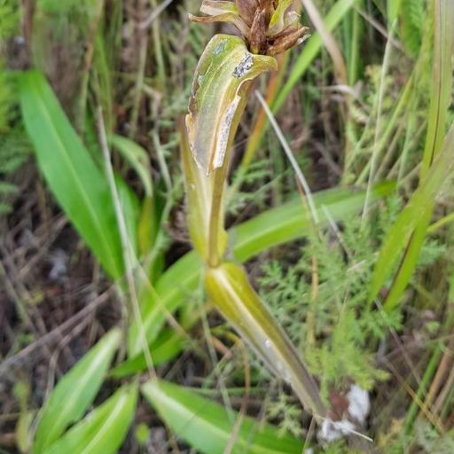 Gentiana macrophylla other
