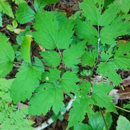 Actaea erythrocarpa other