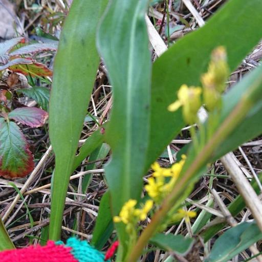Solidago mexicana other