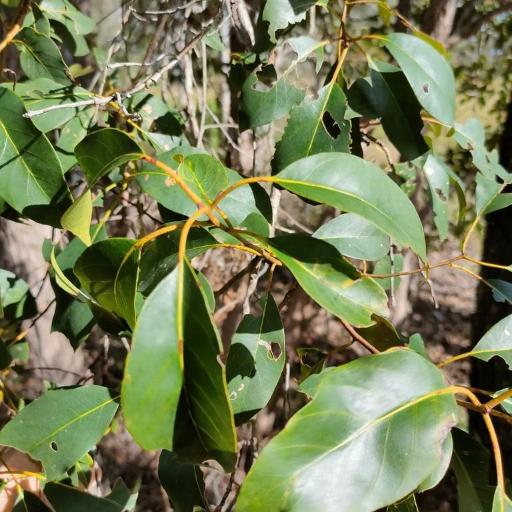 Lophostemon suaveolens other