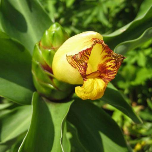 Costus allenii other
