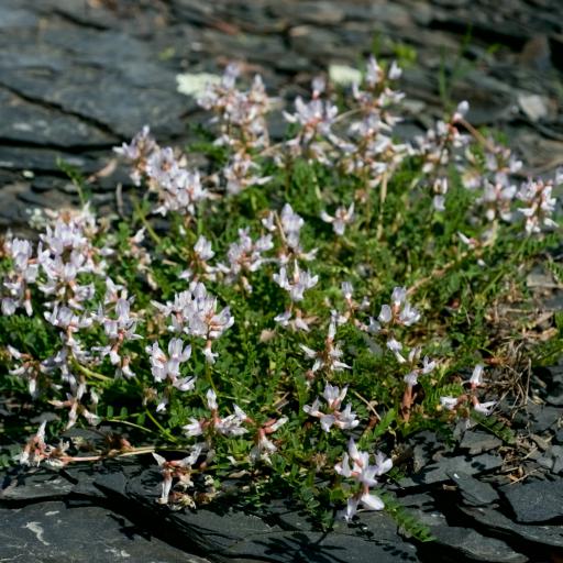 Astragalus distortus — houseplant care guide