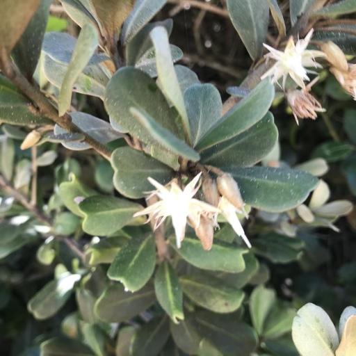 Mimusops caffra other