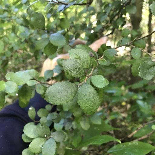 Paratrophis microphylla other