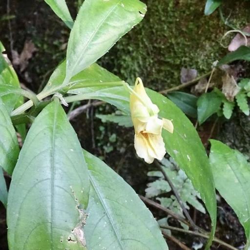 Impatiens hongkongensis other