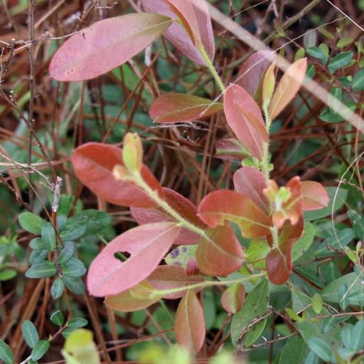 Gaylussacia mosieri — houseplant care guide