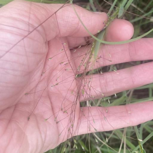 Digitaria cognata other