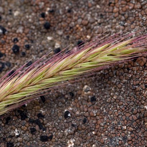 Elymus violaceus — search result for 'Elymus'