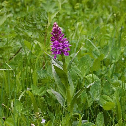 Dactylorhiza euxina other