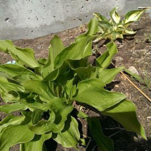 Hosta undulata other
