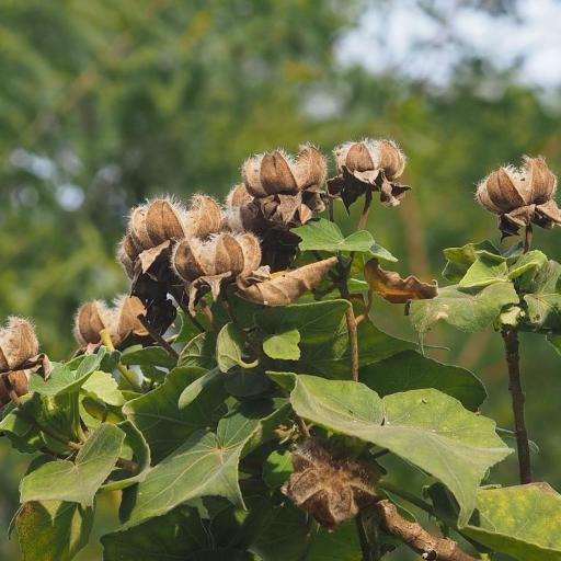 Hibiscus taiwanensis other
