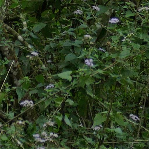 Tamaulipa azurea other