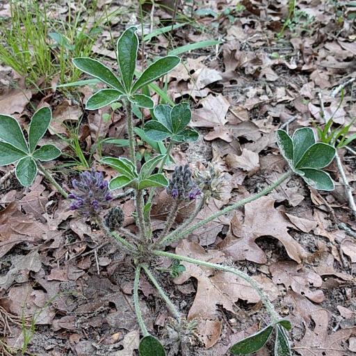 Pediomelum hypogaeum — houseplant care guide