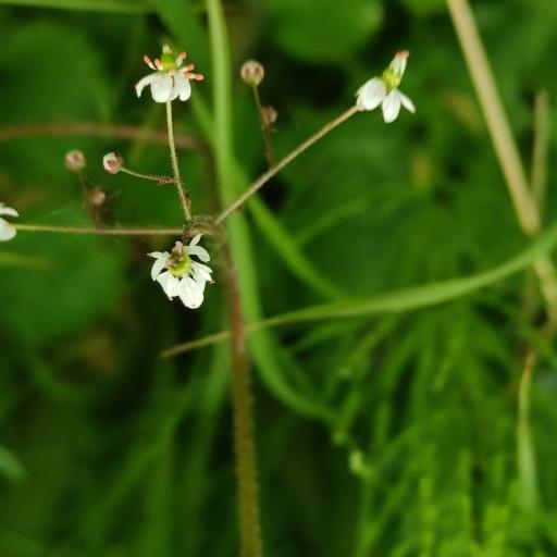 Micranthes nelsoniana other