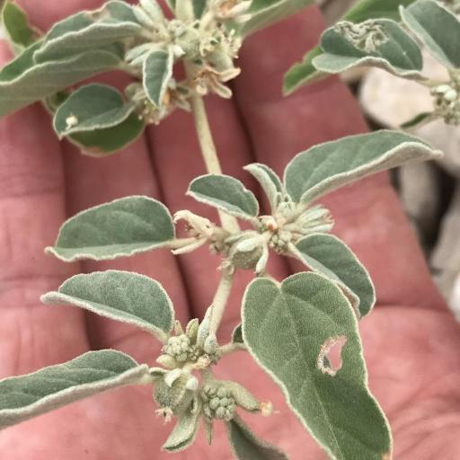 Croton lindheimerianus other