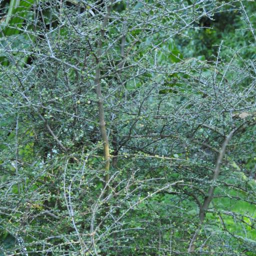 Coprosma dumosa — houseplant care guide