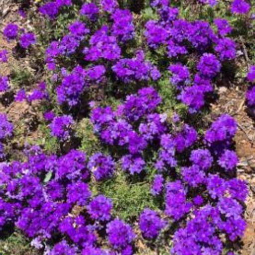 Verbena tenera other